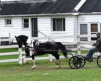 flashy-friesian-horse