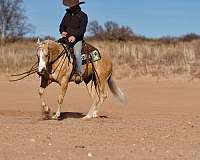 ranch-friesian-horse