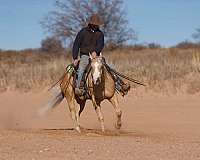 trail-friesian-horse