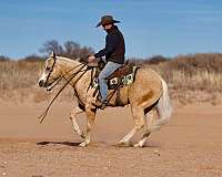 all-around-friesian-horse