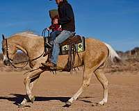 flashy-friesian-horse