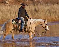 harness-friesian-horse