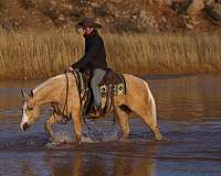 husband-safe-friesian-horse