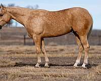 silver-friesian-horse