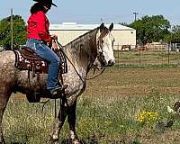 beginner-safe-quarter-horse