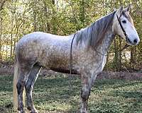 grey-dapple-horse