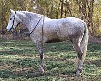 ranch-work-quarter-horse