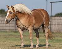 chestnut-blaze-horse