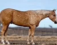 chestnut-blaze-horse