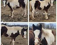 carbon-gypsy-vanner-horse