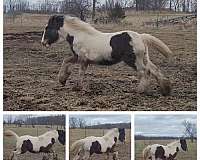 carbon-copy-gypsy-vanner-horse