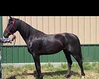 dutch-warmblood-mare