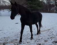 best-friend-dutch-warmblood-horse