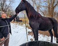 buggy-dutch-warmblood-horse