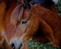 four-white-legs-patch-under-neck-brand-on-right-hip-pony