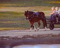 barrel-racing-paint-pony