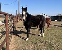 barrel-quarter-horse