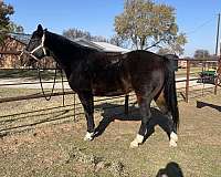 barrel-racing-quarter-horse