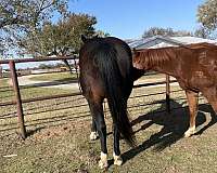 heading-quarter-horse