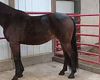 carriage-standardbred-horse