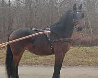 standardbred-mare