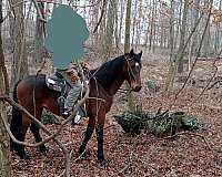 carriage-standardbred-horse