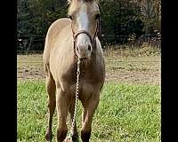 buckskin-palomino-palomino-quarter-horse-filly