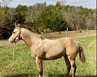 buckskin-palomino-foundation-horse