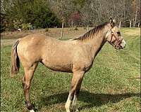 buckskin-palomino-filly-for-sale