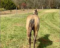 buckskin-palomino-palomino-quarter-horse-for-sale