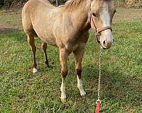 buckskin-palomino-palomino-quarter-horse