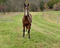 bay-palomino-quarter-horse-colt