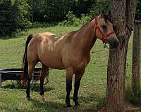 bay-palomino-quarter-horse-for-sale