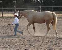 buckskin-palomino-quarter-horse-for-sale