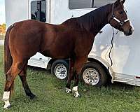 barrel-racing-quarter-horse