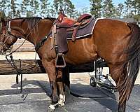 show-winner-quarter-horse