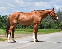 chestnut-show-j-horse