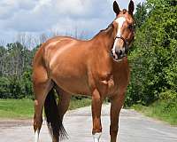 show-j-warmblood-horse