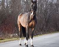 show-ju-warmblood-horse