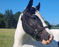 breeding-homozygous-gypsy-vanner-horse