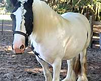 chestnut-gypsy-vanner-foal