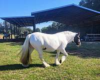 silver-bay-gypsy-vanner-broodmare