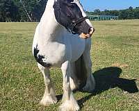 silver-bay-gypsy-vanner-foal