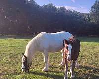 white-gypsy-vanner-foal