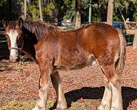 white-gypsy-vanner-broodmare