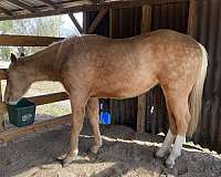 two-eyed-red-buck-gelding