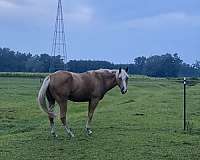 red-buck-gelding