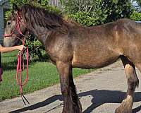 peanut-gypsy-vanner-horse