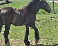 pro-gypsy-vanner-horse