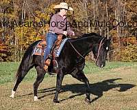 beginner-safe-quarter-horse